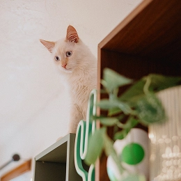 Cat on cabinet